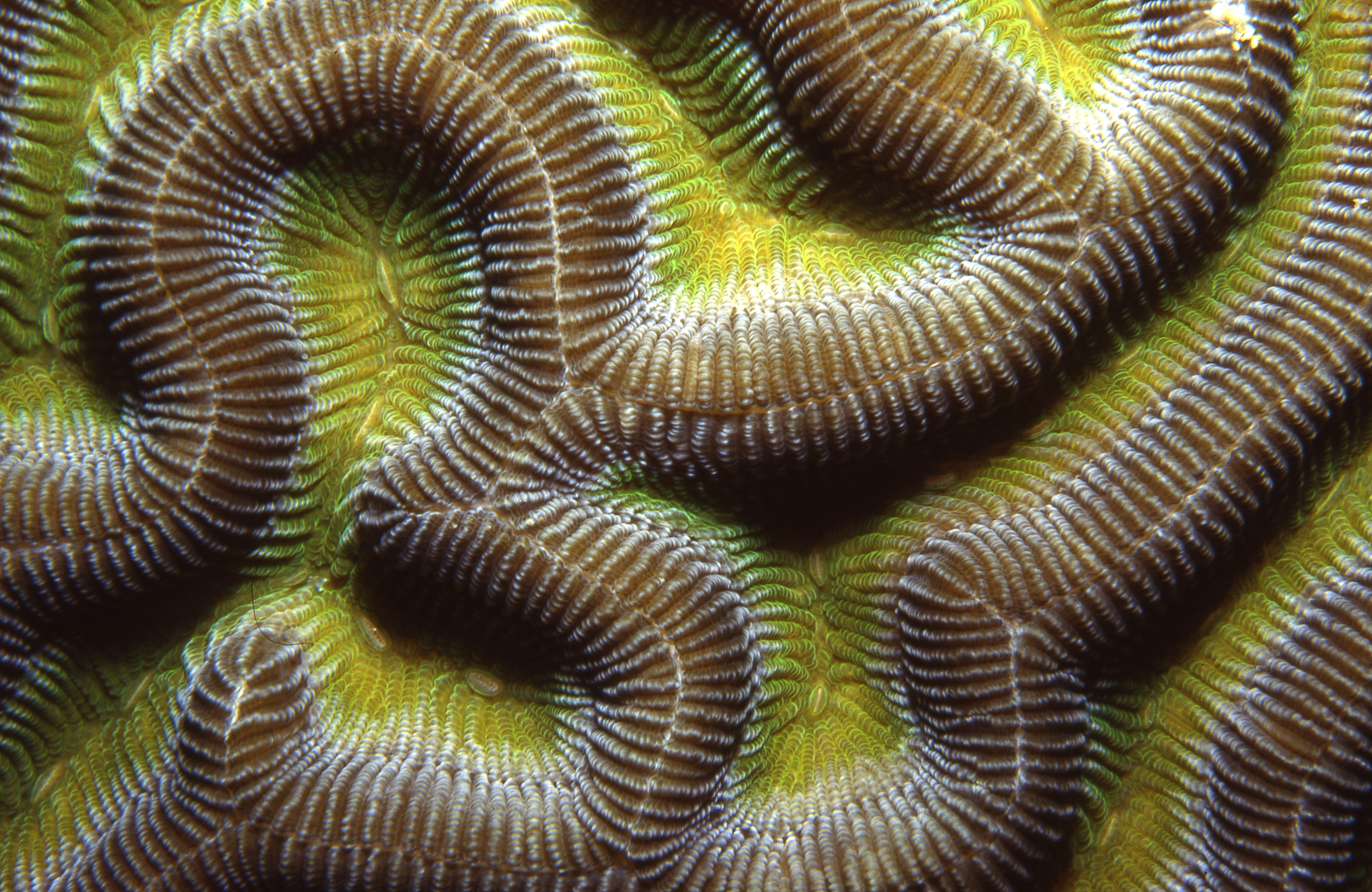 Palau   Green Brain Coral